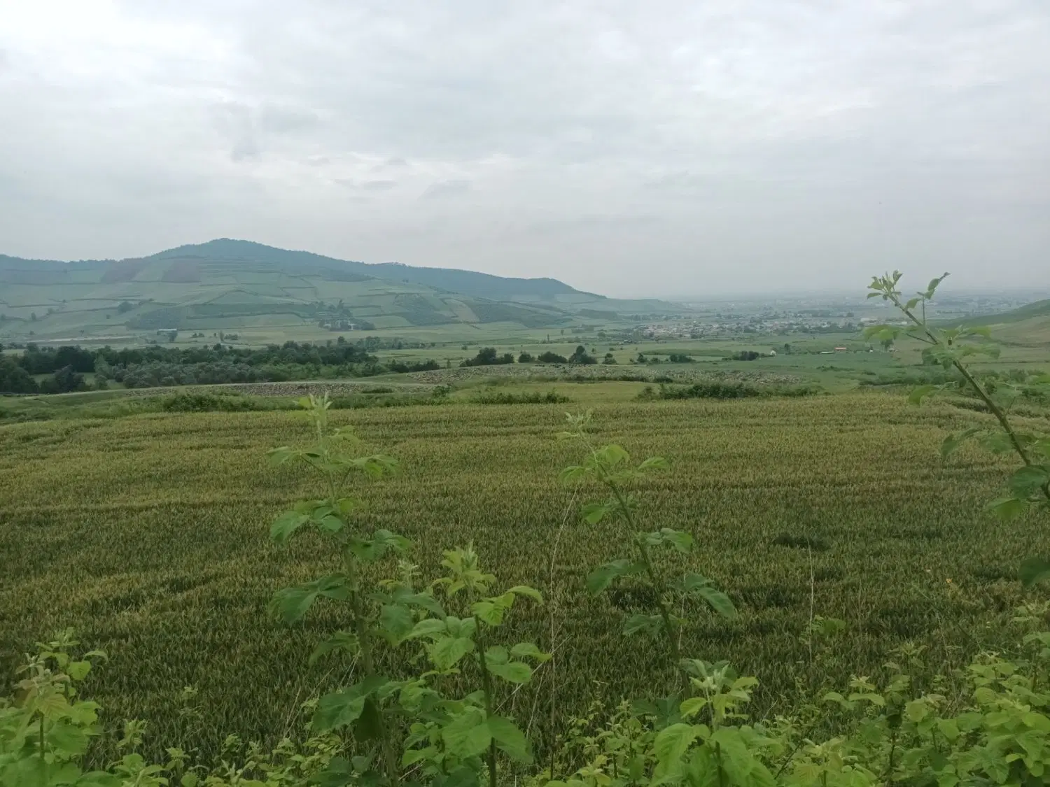 دو هکتار زمین باغی کشاورزی مرزبن ازادشهر