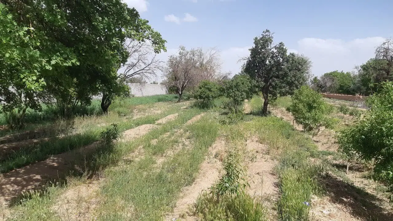 زمین کشاورزی مناسب برای سوله گلخانه و مسکونی