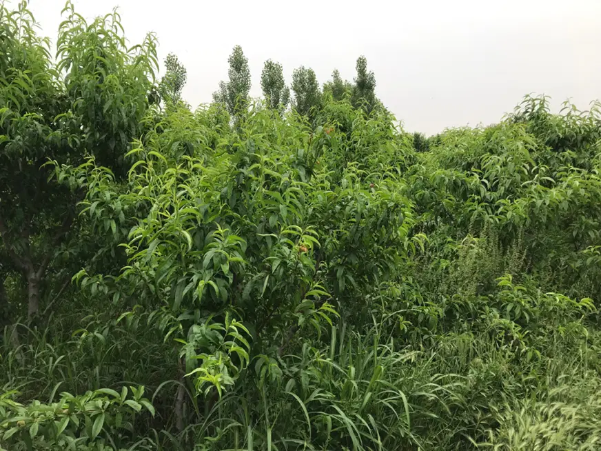 باغچه شهریار باغستان