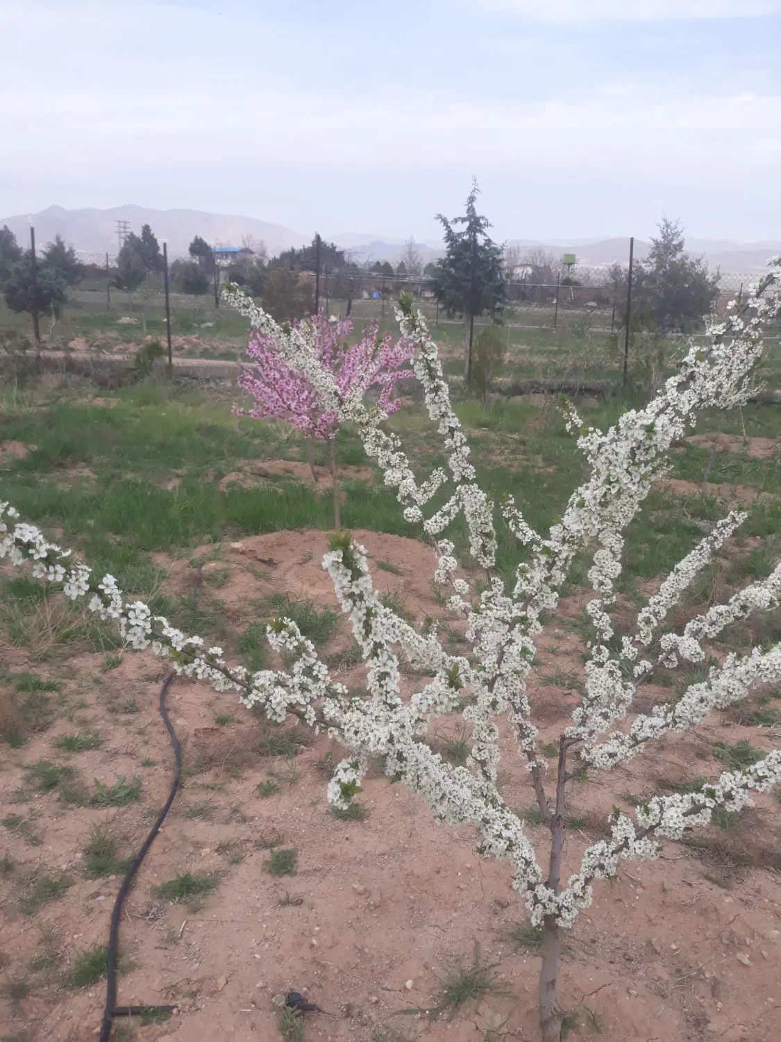 باغ فروشی کورانه