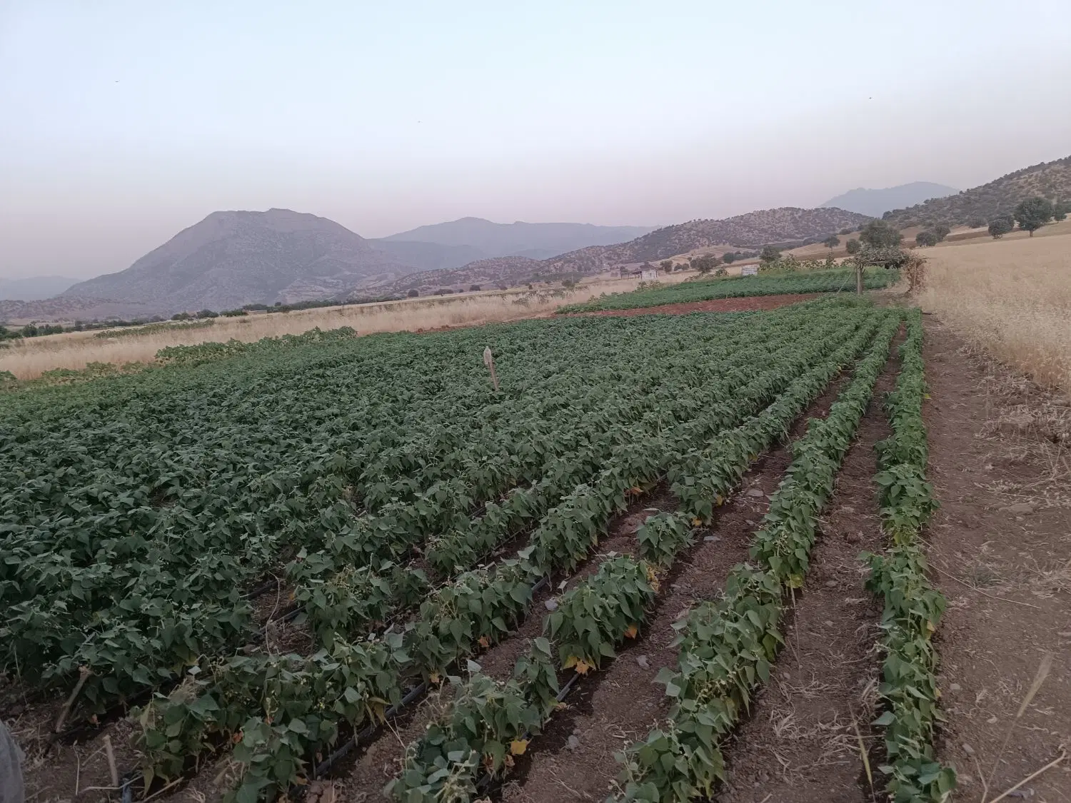 زمین کشاورزی