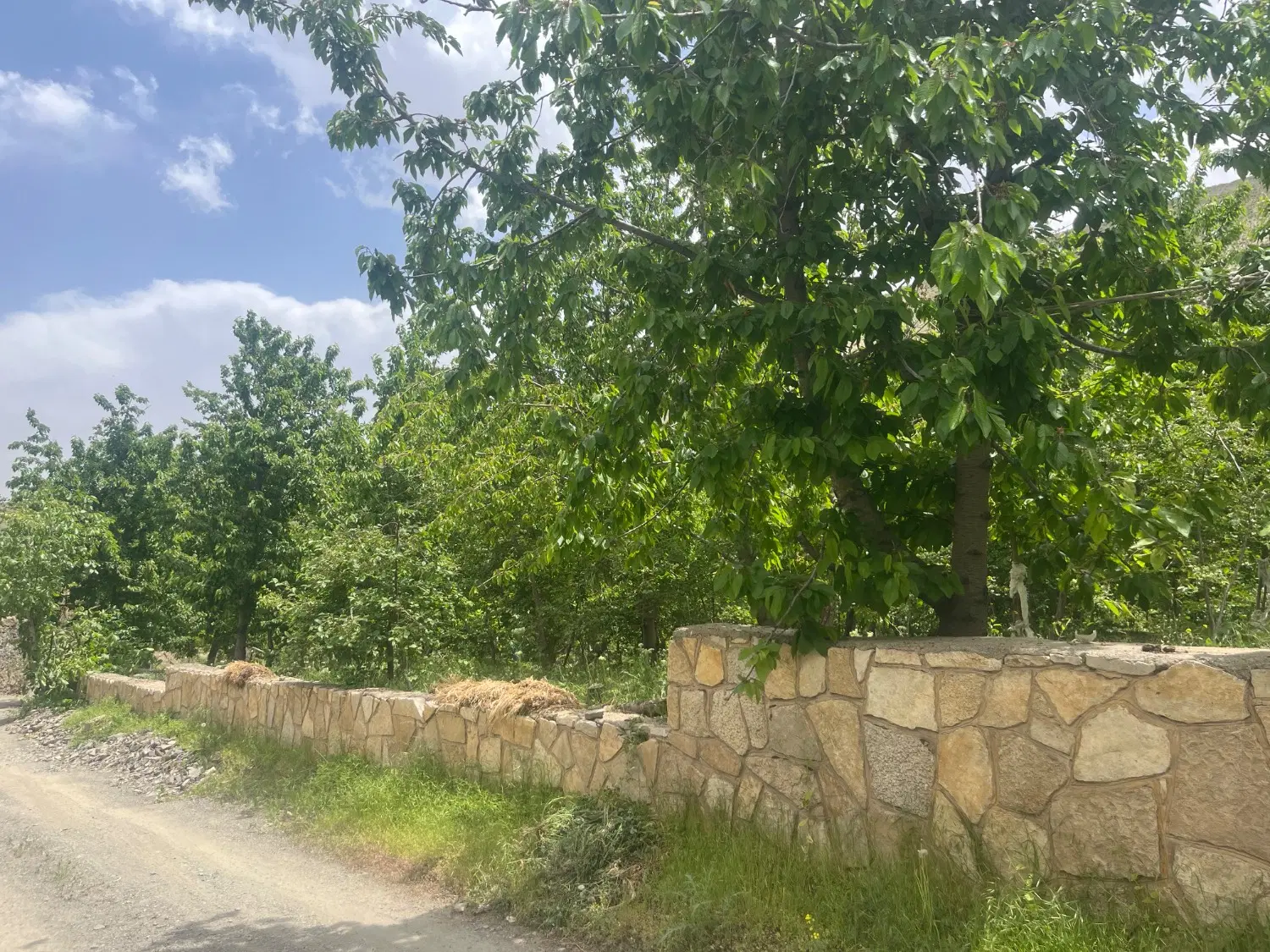 زمین در زشک