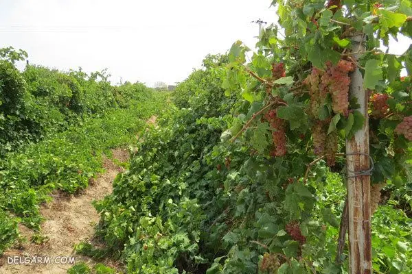 فروش یک قطعه زمین باغشهری
