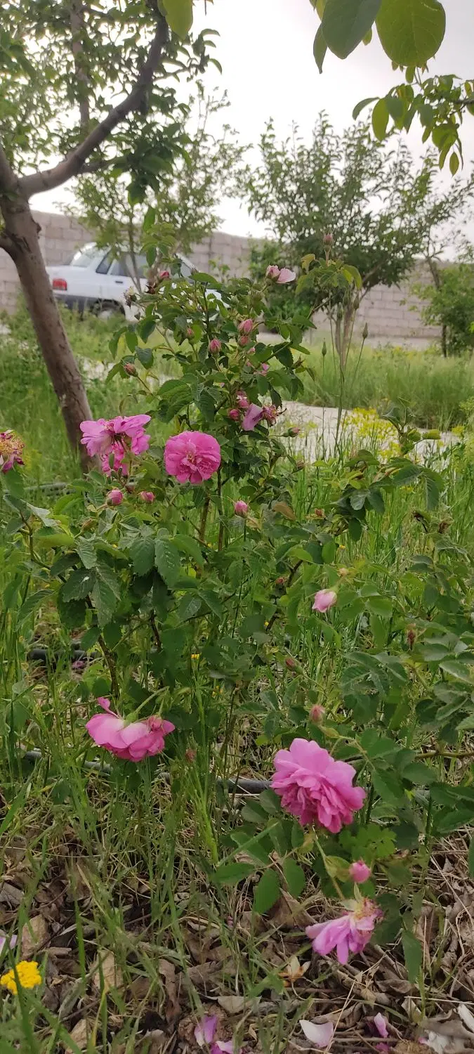 باغچه ۵۰۰متری