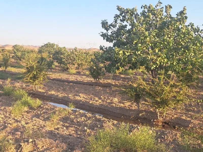 باغ زرشک و پسته بهمراه یک ساعت اب