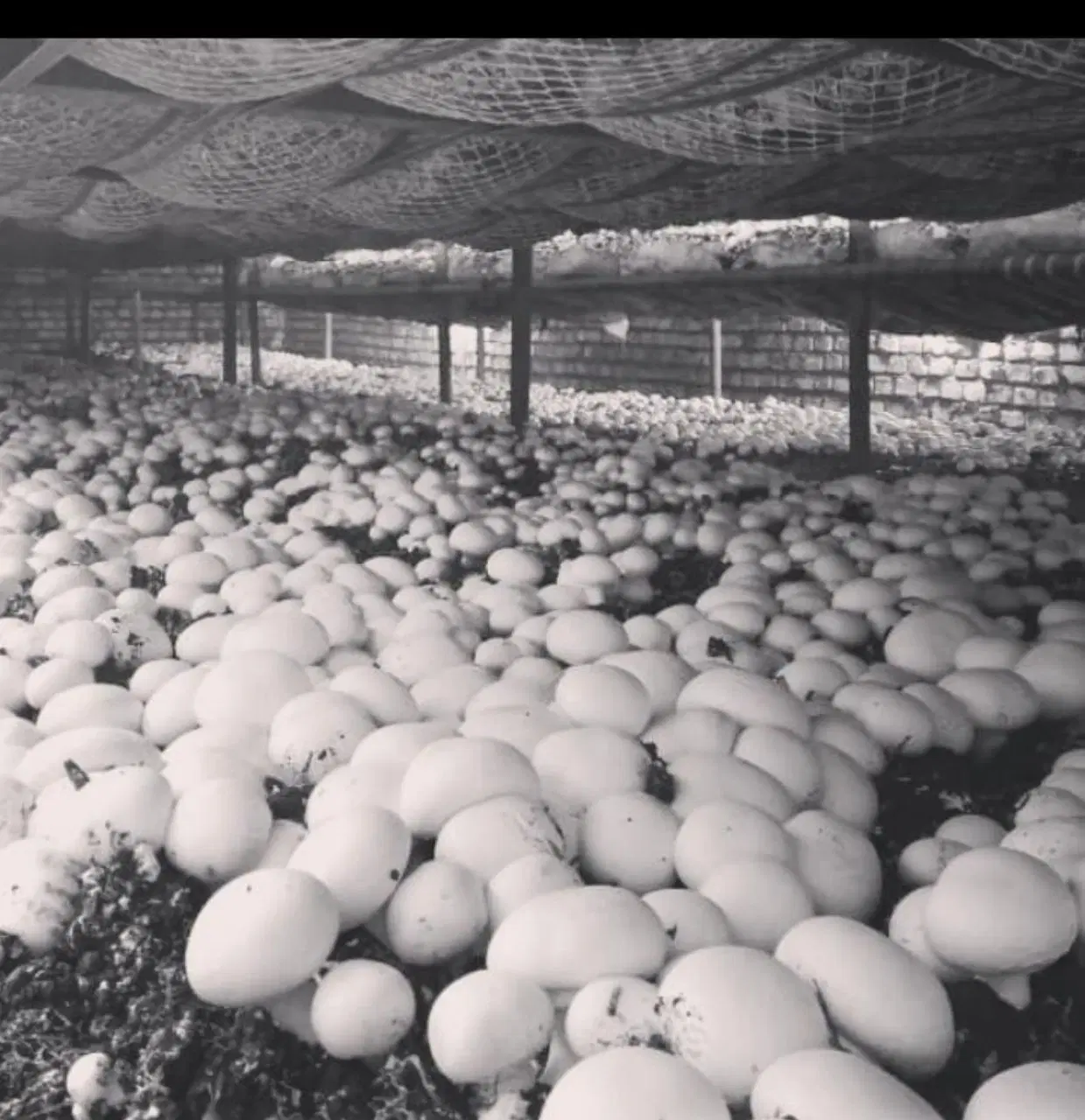 اجاره تولیدی پرورش قارچ دکمه ای
