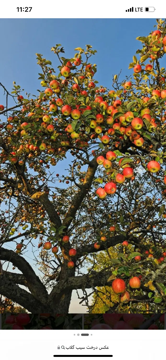 زمین باغشهری کودیان