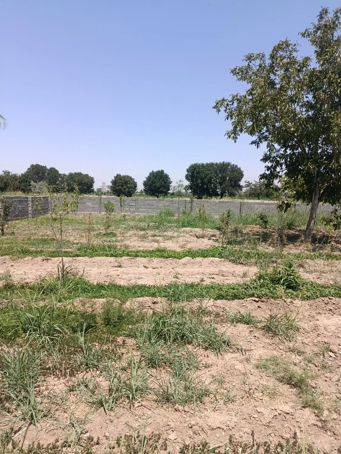 زمین باغ باغچه