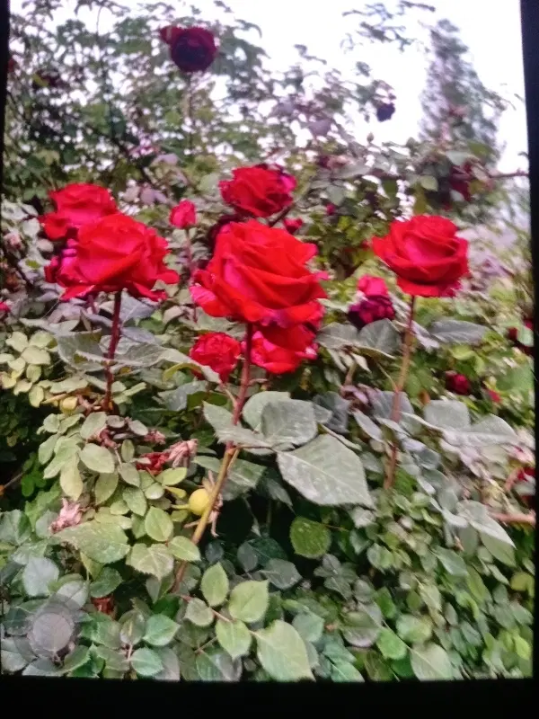 فروش زمین