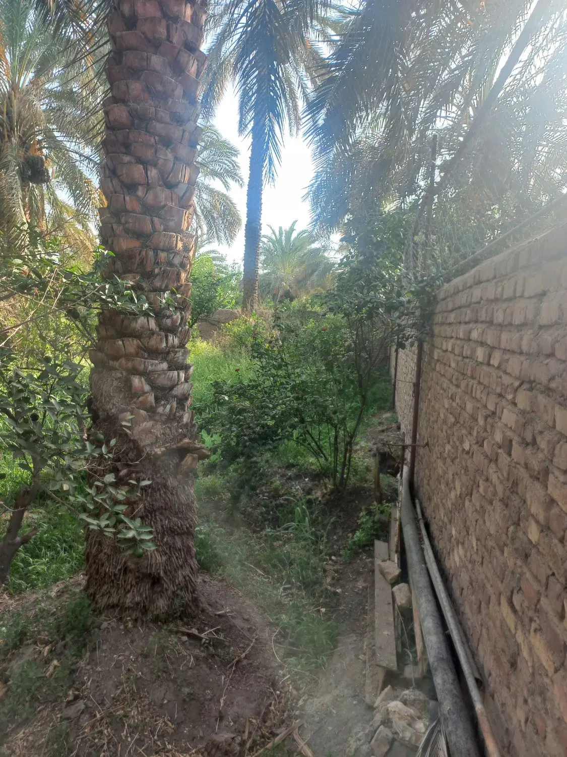 فروش باغ