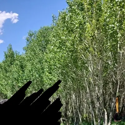 زمین در بیلوردی