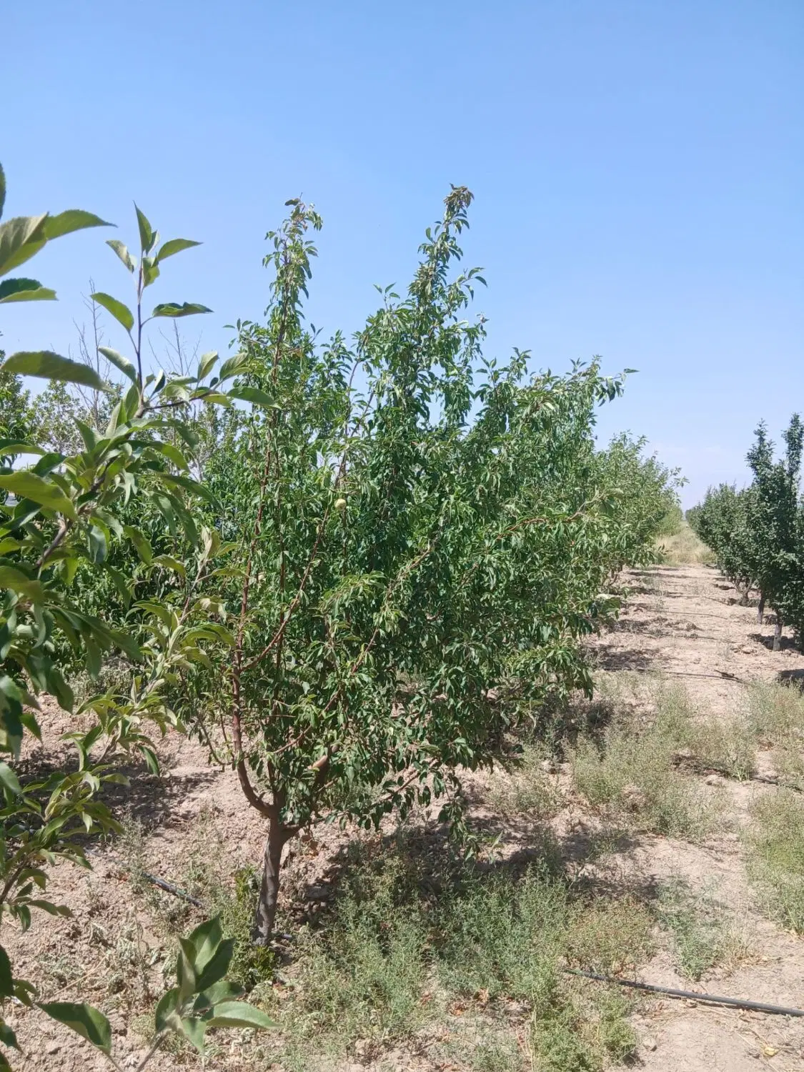 زمین 500 متری با میوه های 5 ساله و آماده ساخت