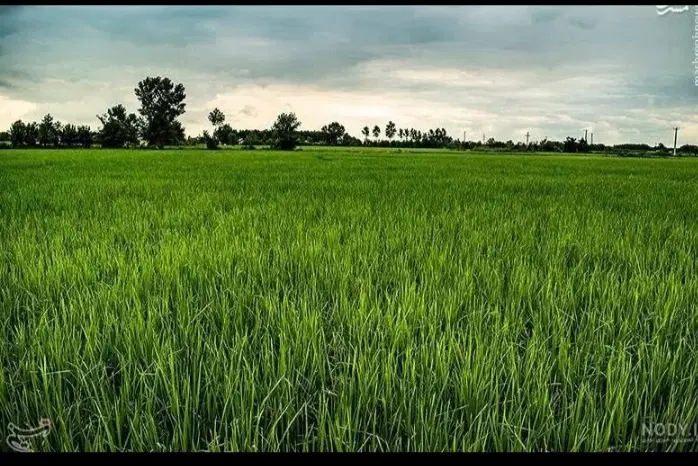 زمین شالیزار