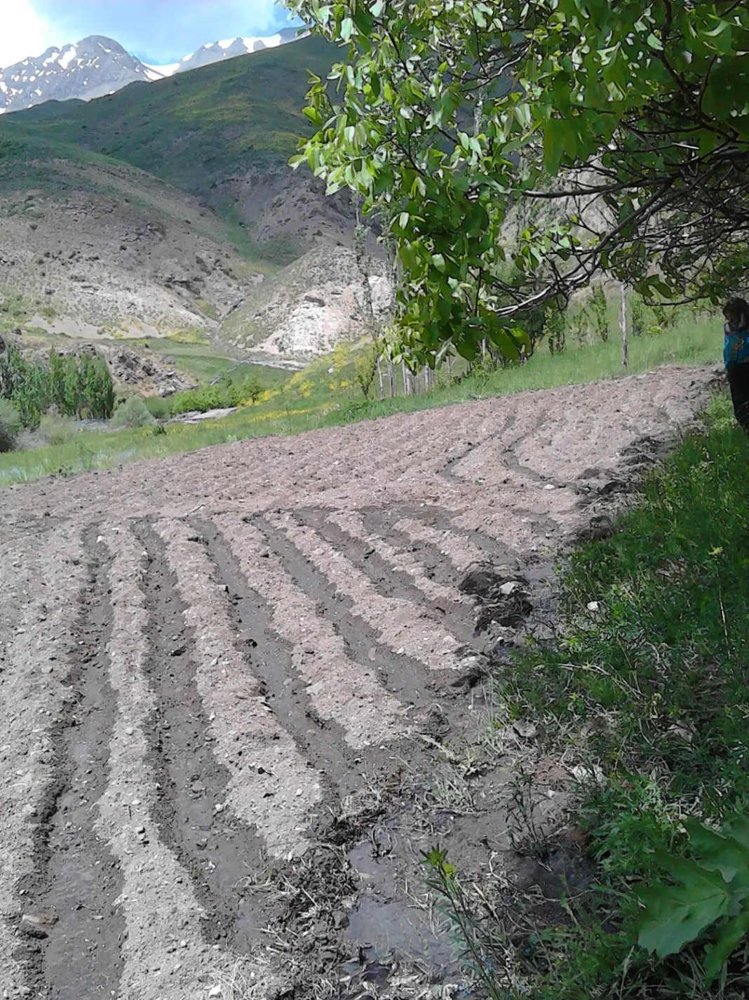 زمین کشاورزی