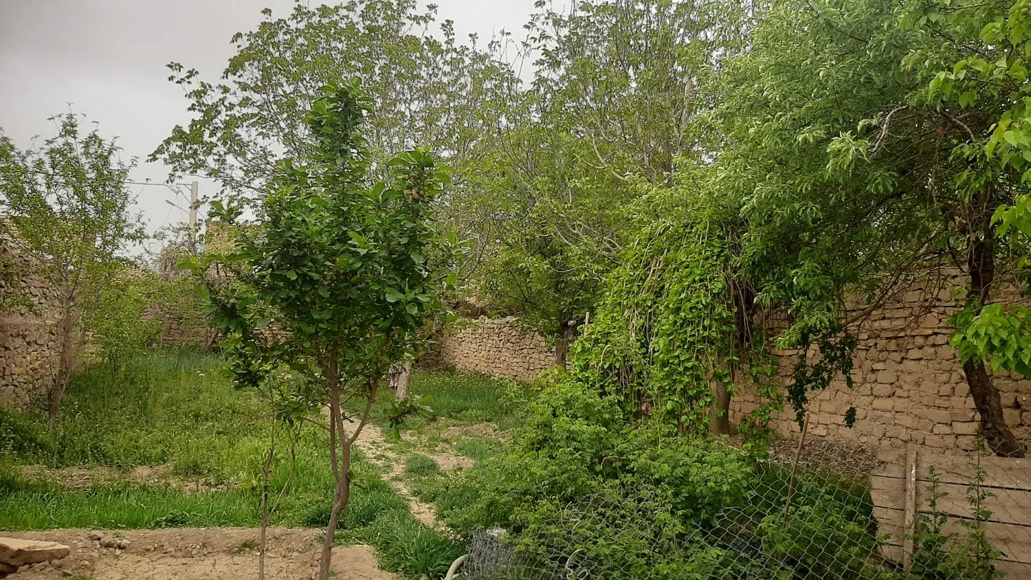 باغ طرح هادی یکانه