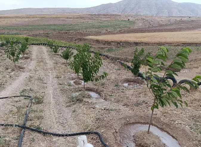 باغچه نقلی مهنان ، باغ لاکچری چهارخروار