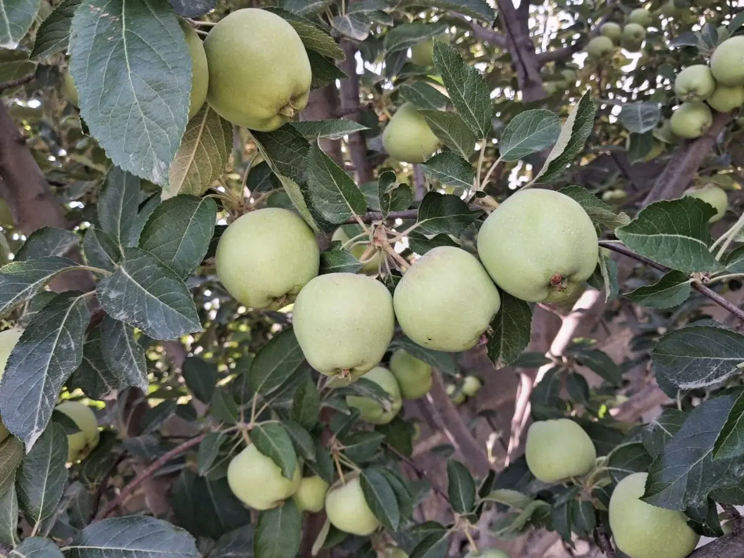 زمین وباغ یاسوج