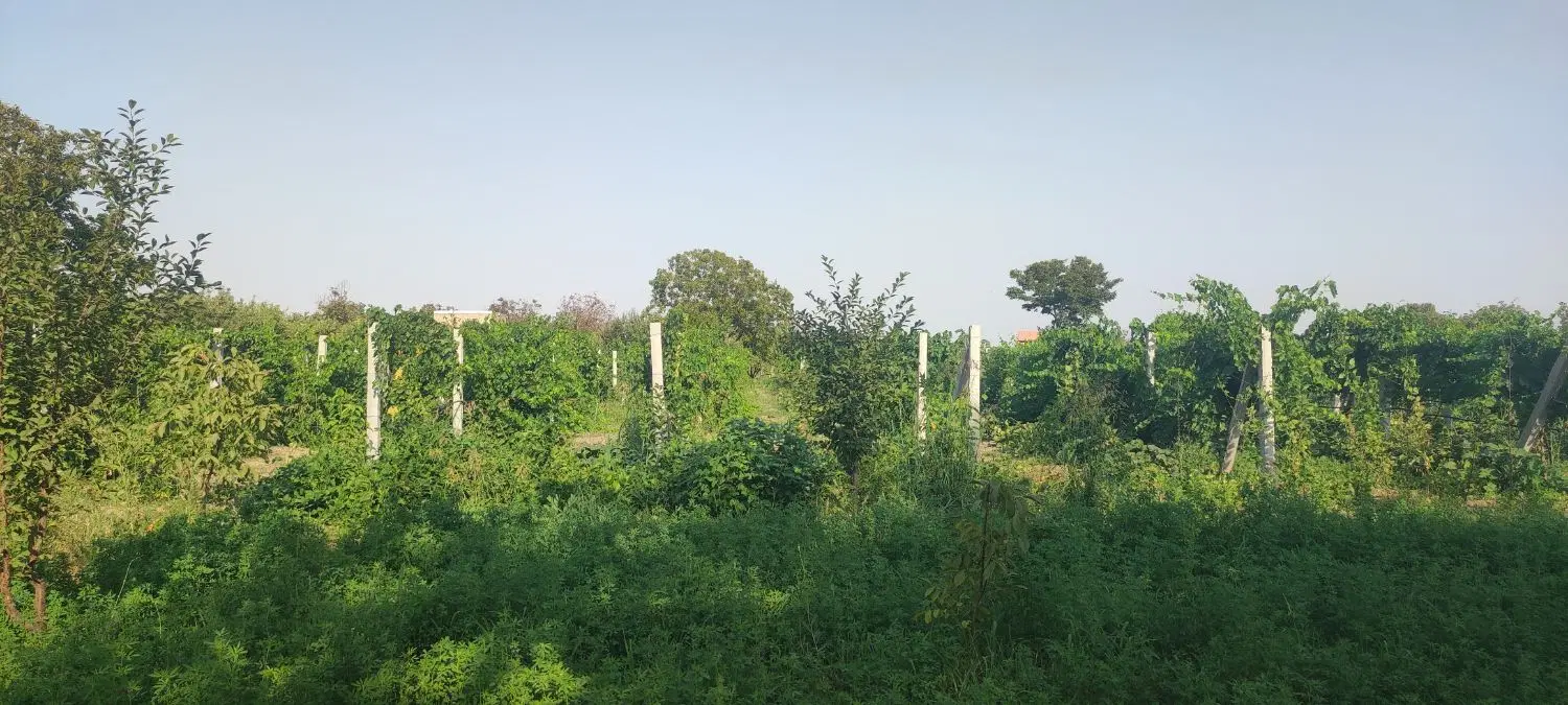 باغ انگور  ۹۰۰ متر روستای عربلو جاده سنتو