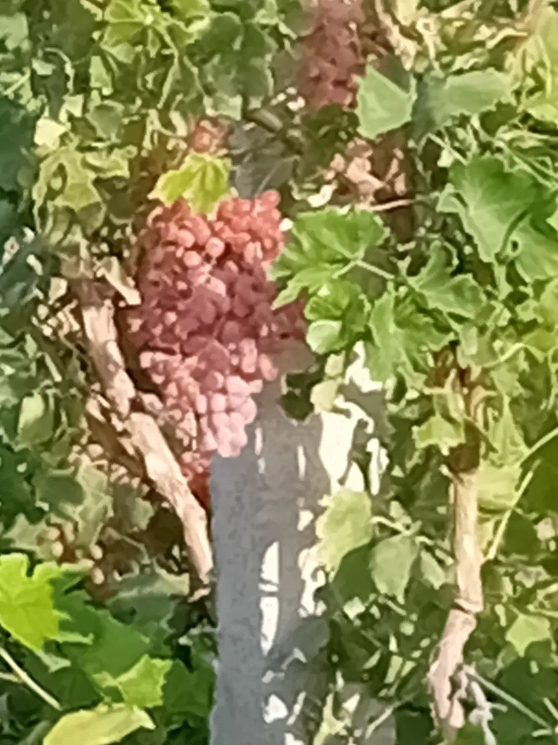 فروش باغچه هزارمتری شهرتاکستان