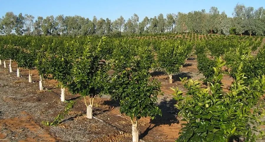زمین زراعی 20_000 متری بحر جاده آسفالت داسداران
