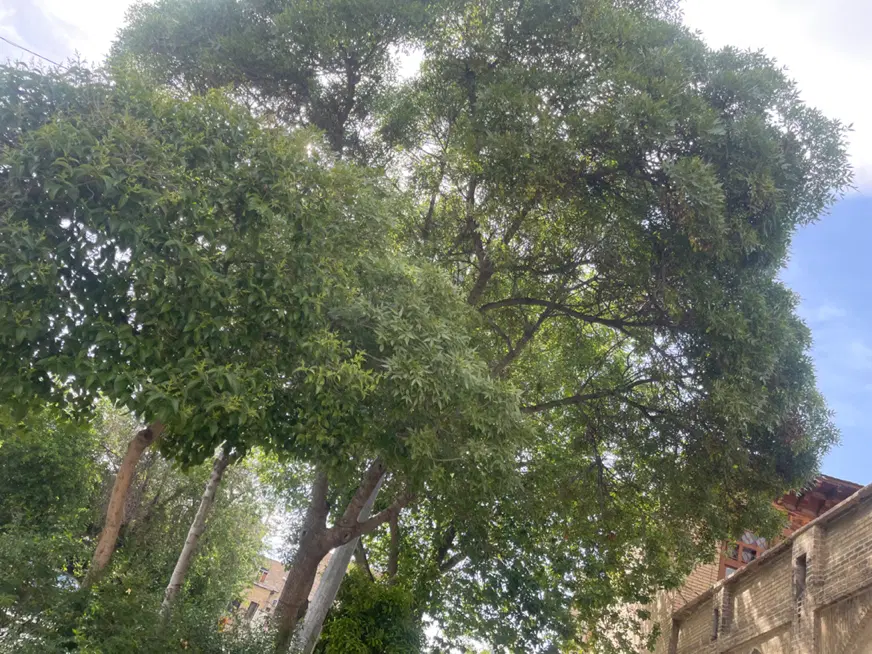 زمین باغشهری گلبهار صدرا