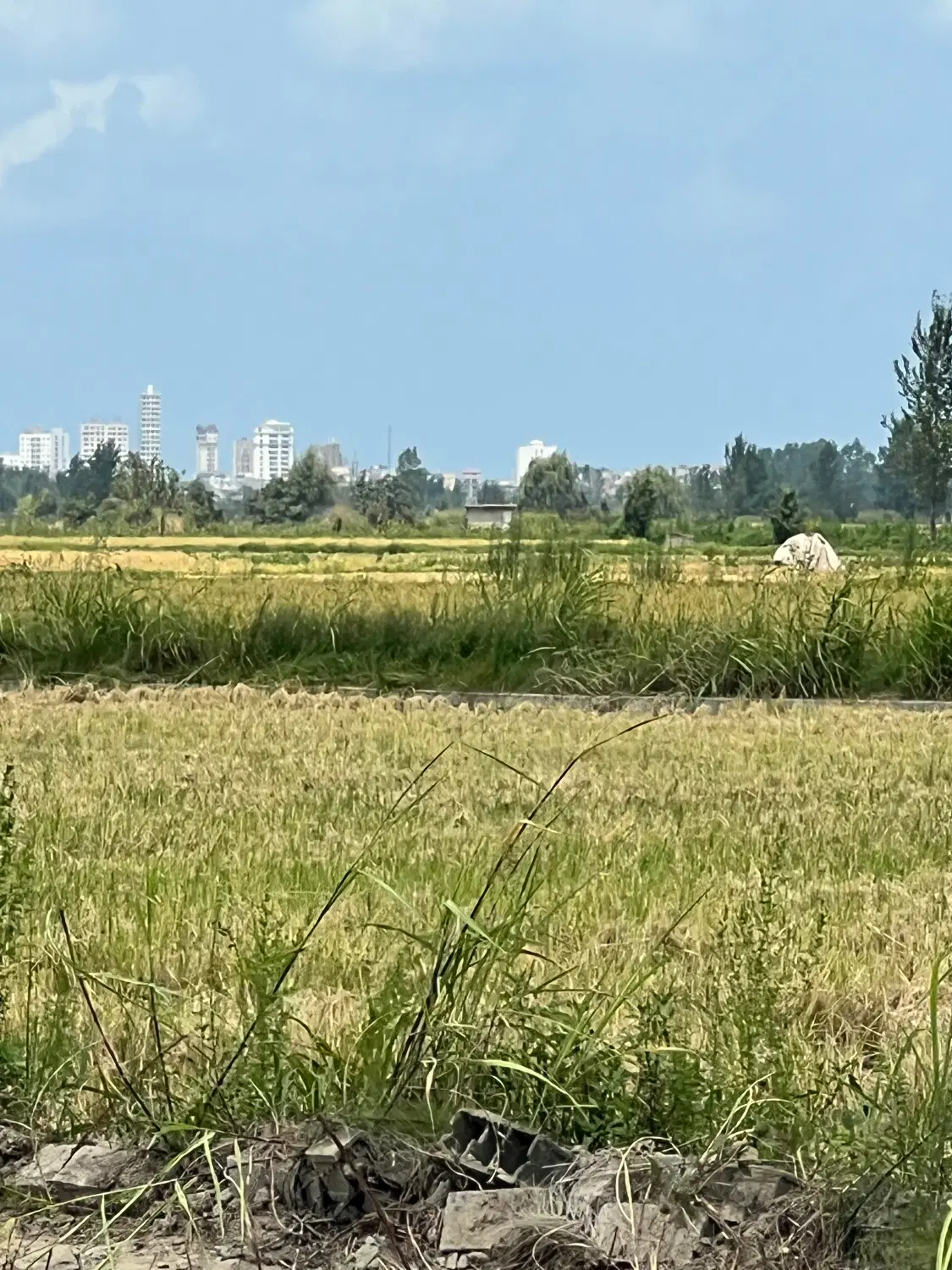 زمین قواره بندی ۳ کیلومتری ساحل محمودآباد