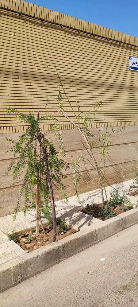 زمین  لب اصلی کوچه شرق