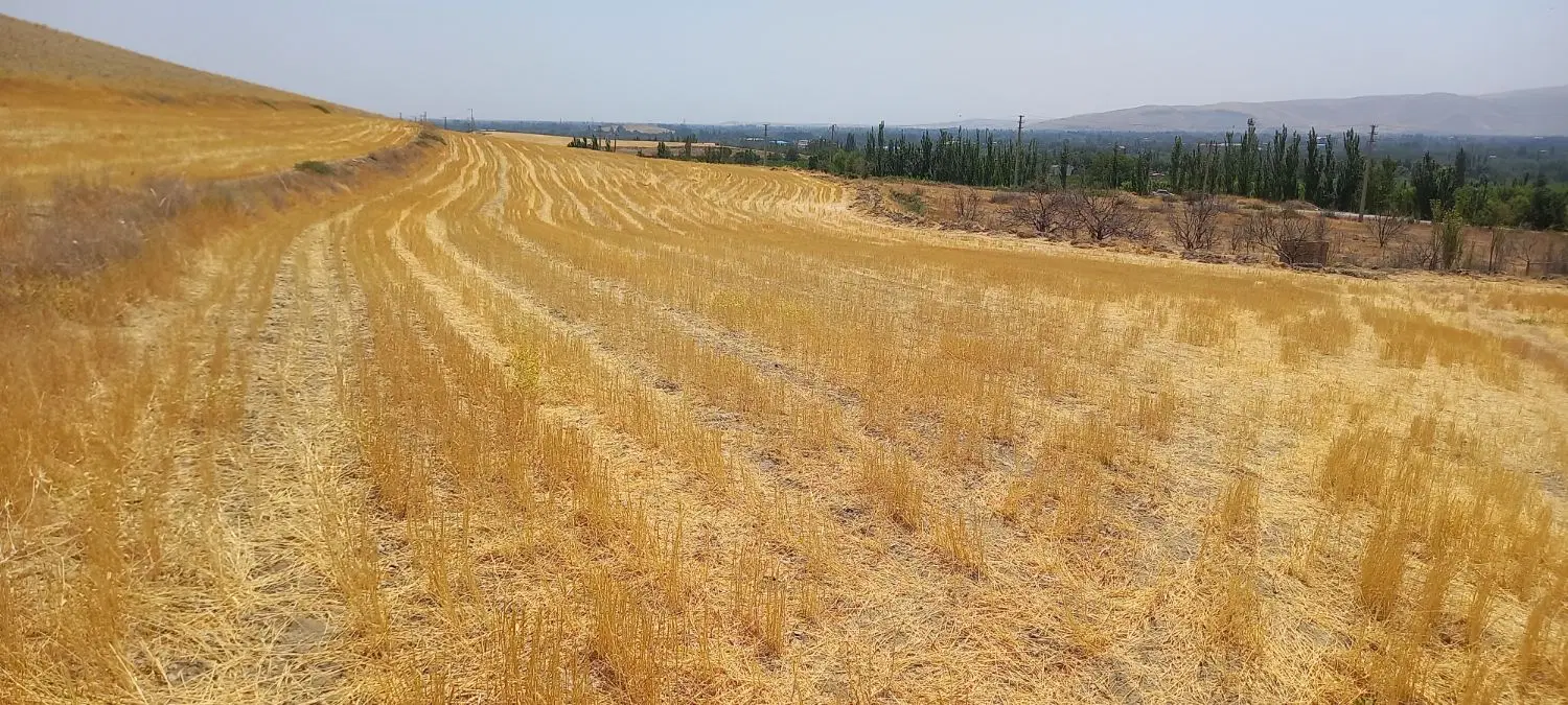 زمین دیمی