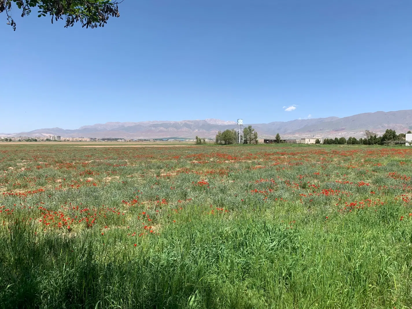 فروش زمین دارای پروانه درمحدوده پاستور و ایران مهر