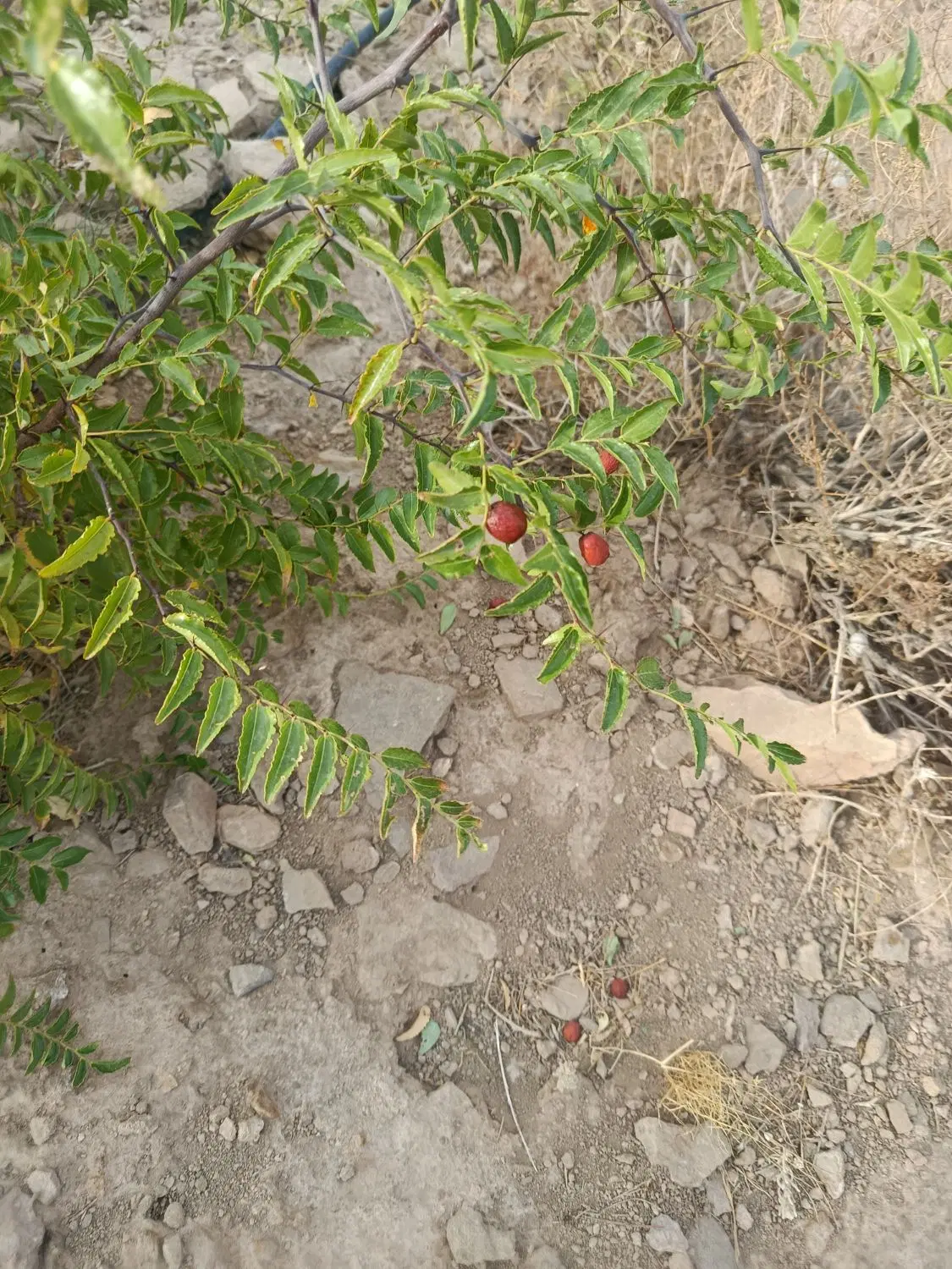 زمین مسکونی خدیجه خاتون