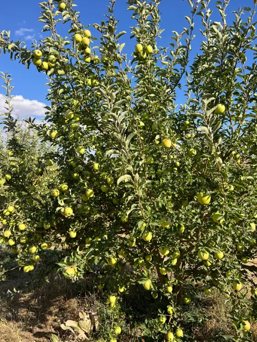 اجاره باغ سیب به قیمت شما وشرایطی
