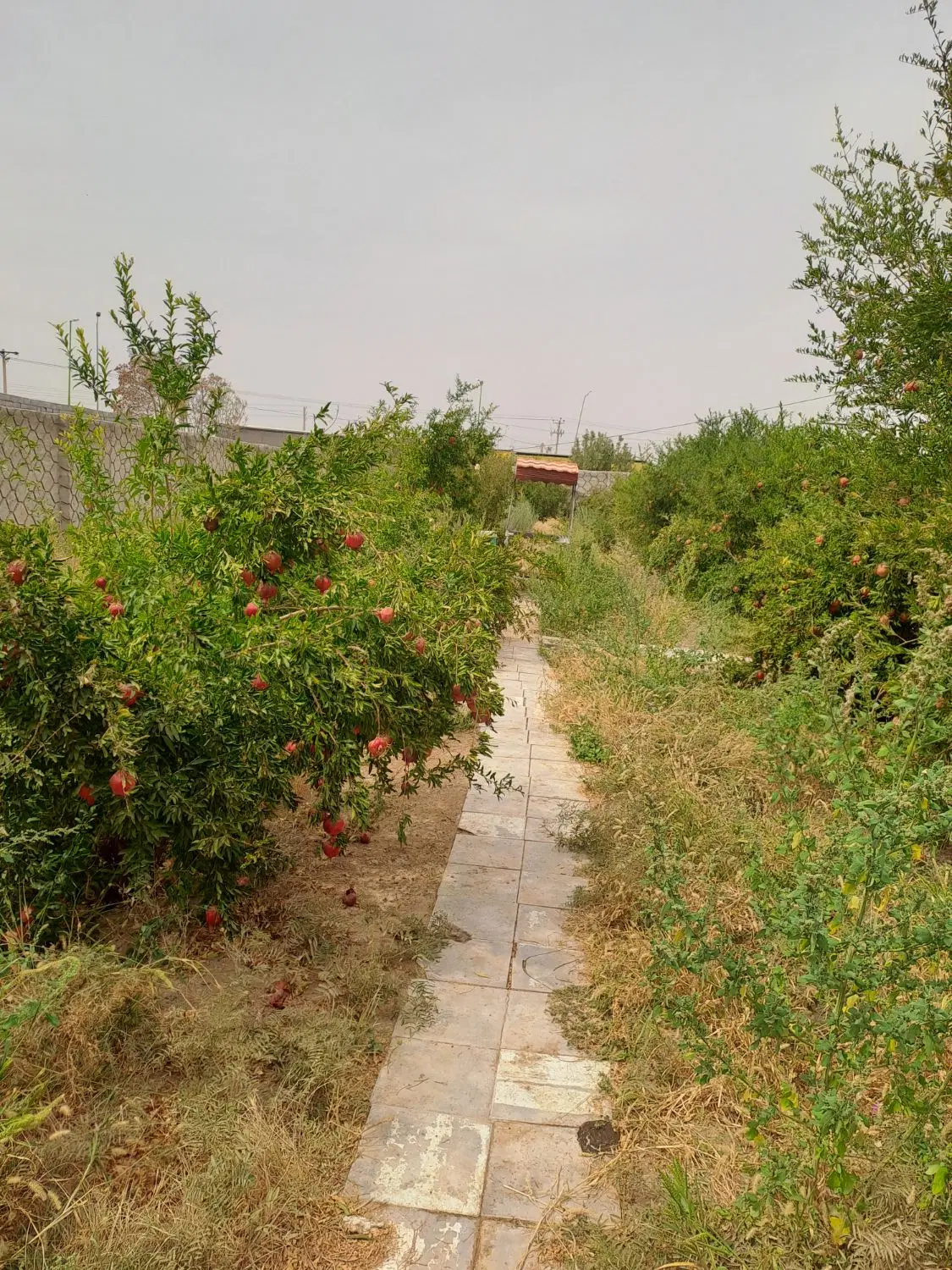 باغ اجاره روزانه