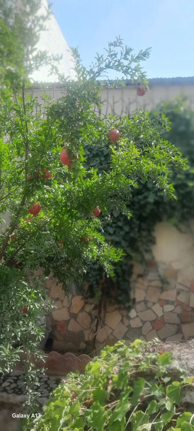فروش  باغ میوه سید میران