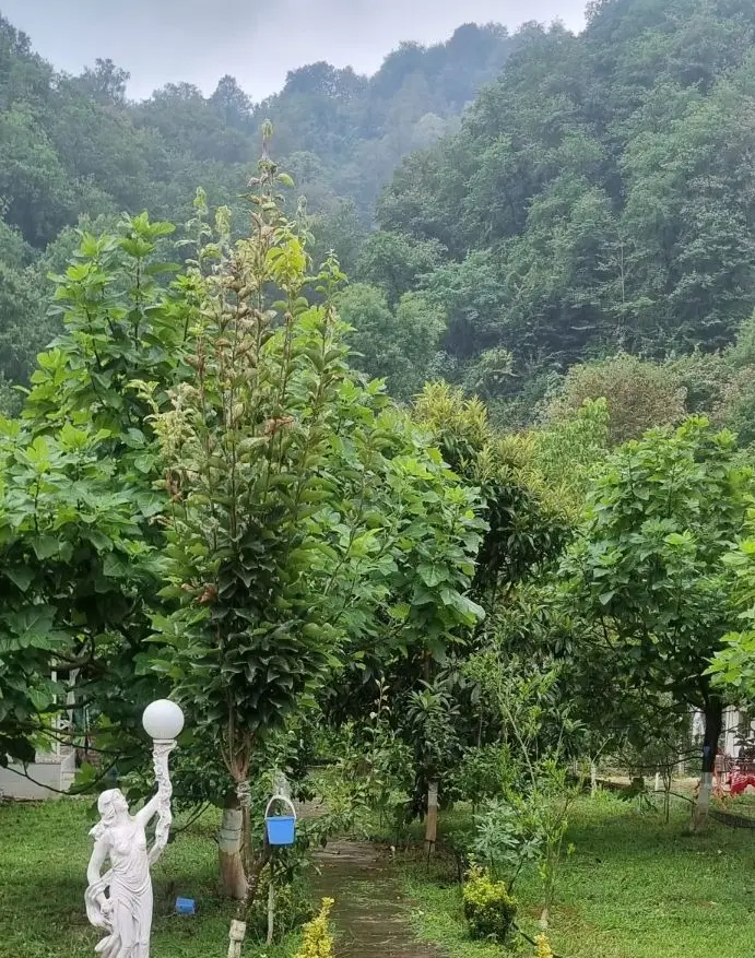 ویلا