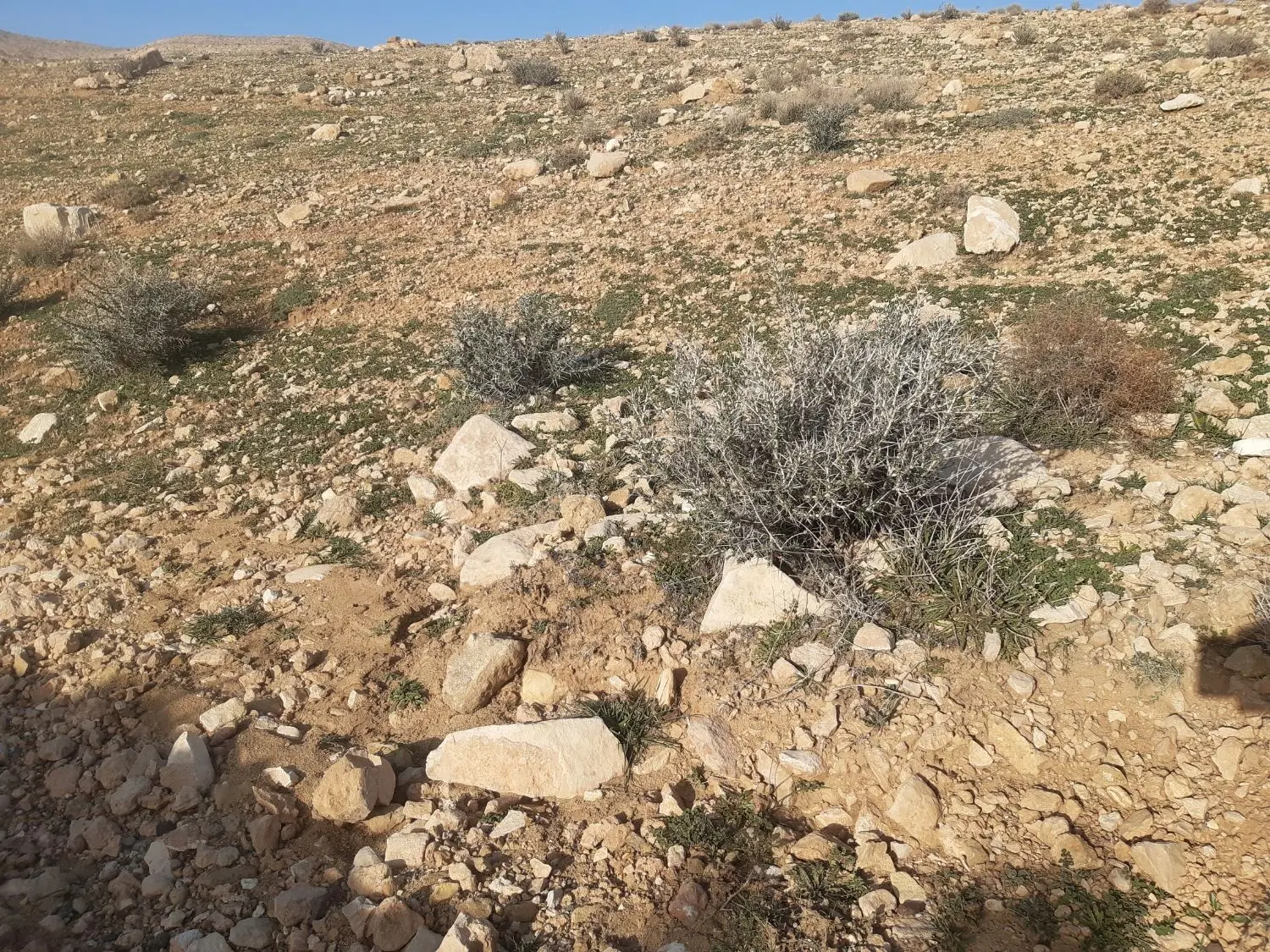 زمین ۲۰ هکتاری صنعتی