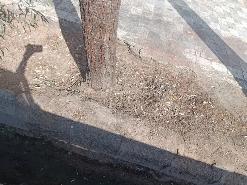 زمین 160متری صنوف