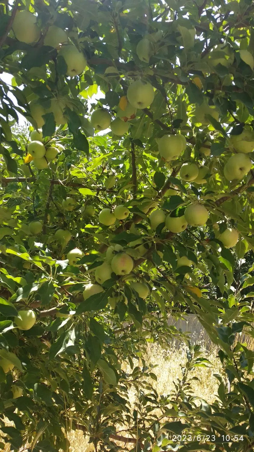 زمین آبی و باغ مثمر سالی بزرگ