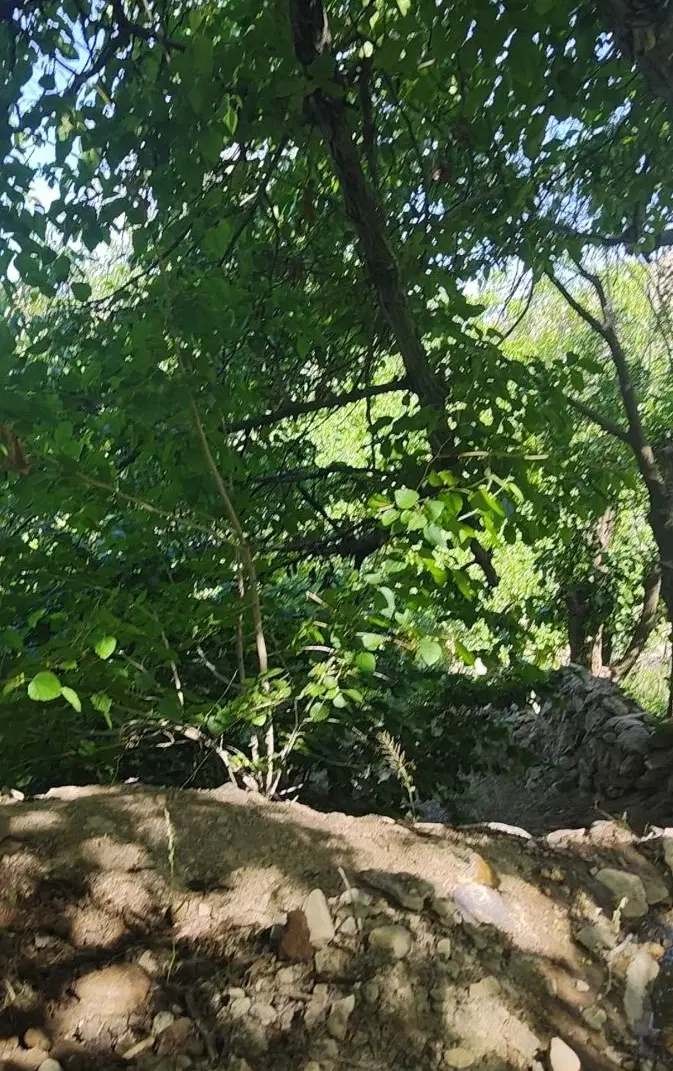 باغ سرسبز روستای سرسبز کلهرود