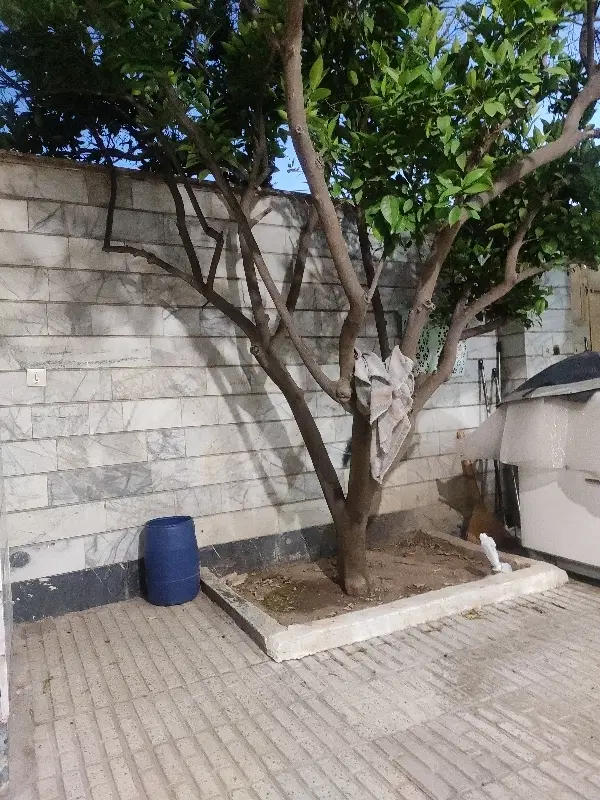 رهن و اجاره منزل سعدی