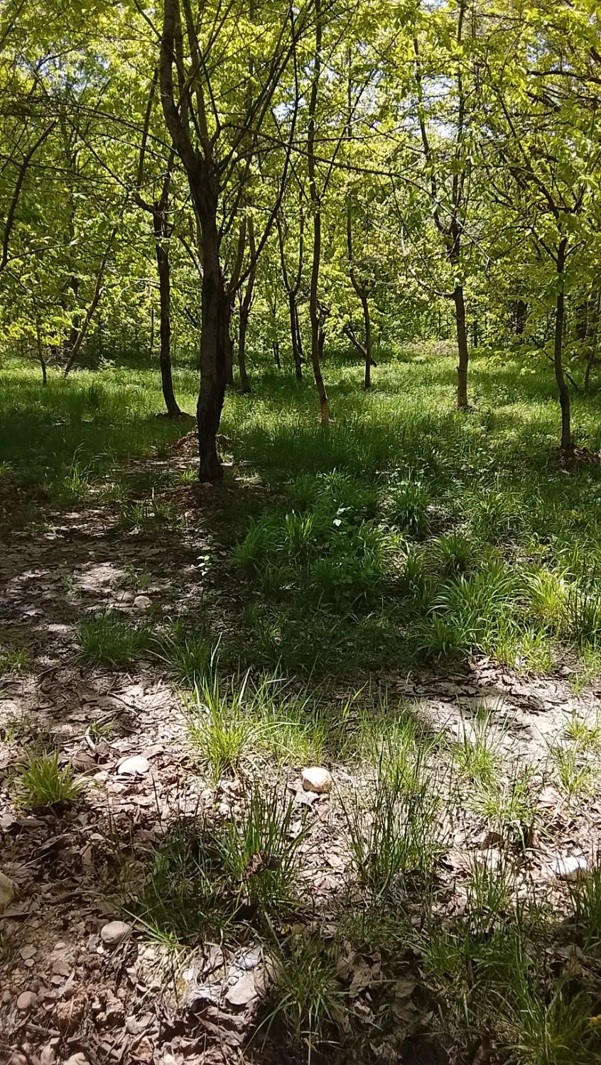 باغ روستایی مهنان