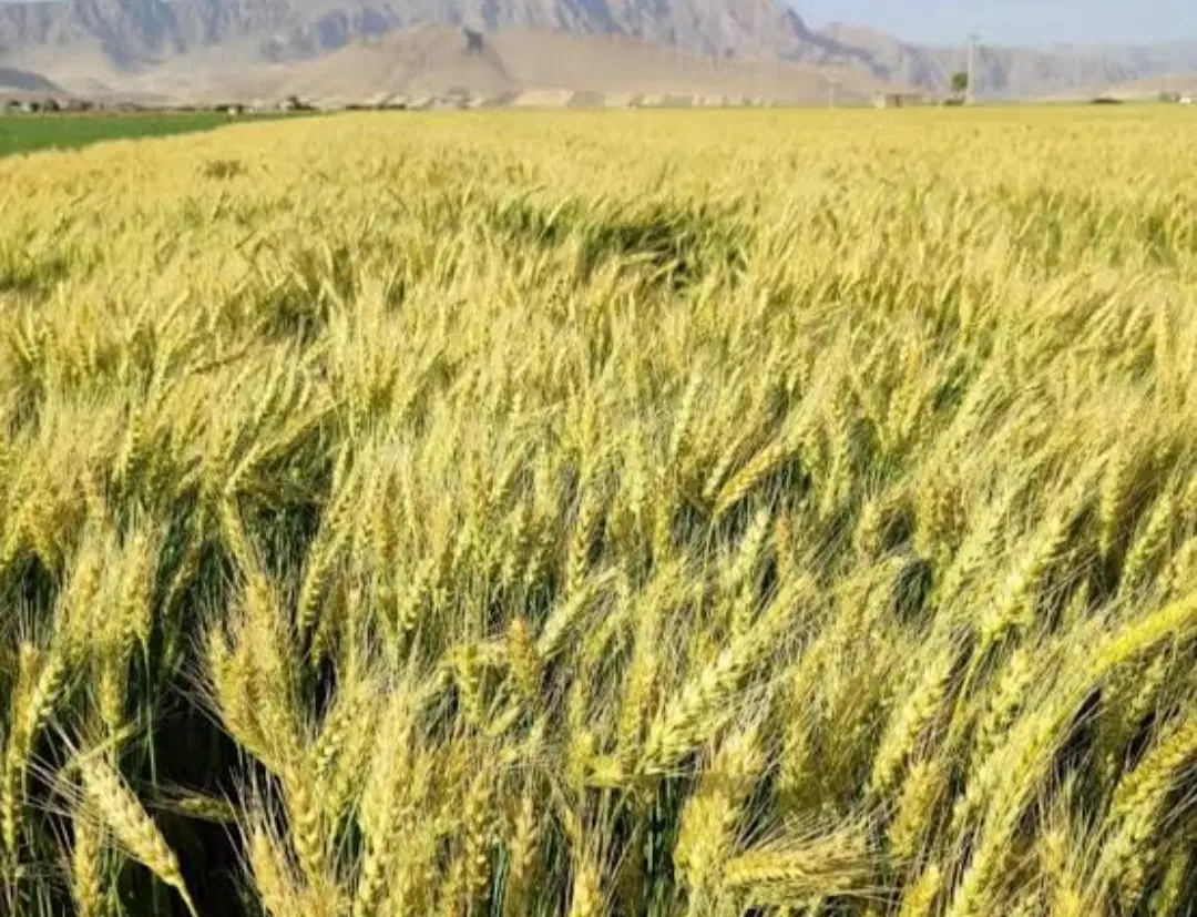 فروش زمین کشاورزی آبی و دیم