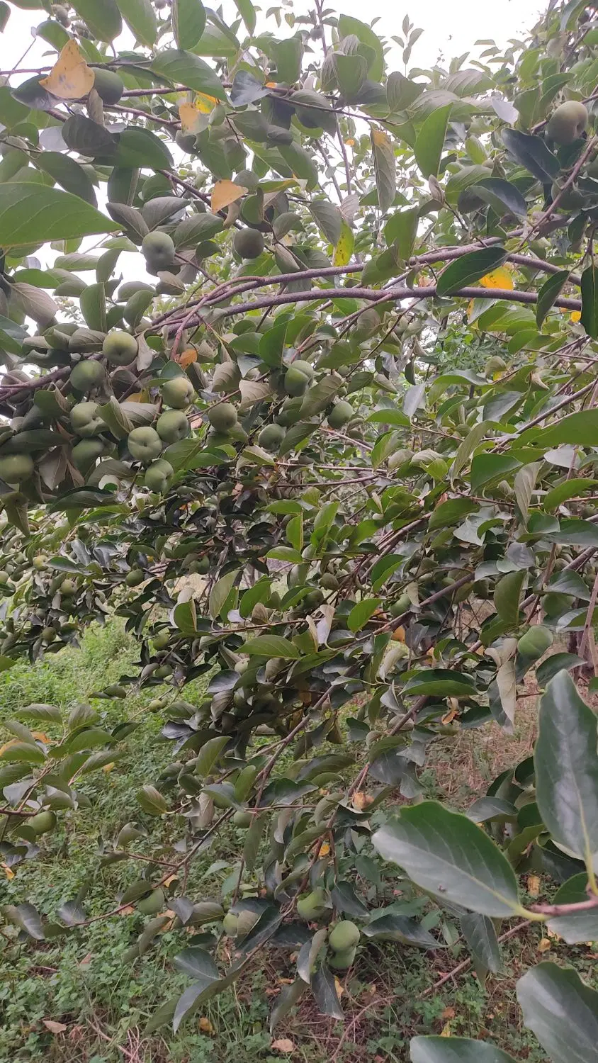 فروش زمین باغی، ۴۱۴ متر، ۸۵۰ میلیون،روستای کاشیکلا