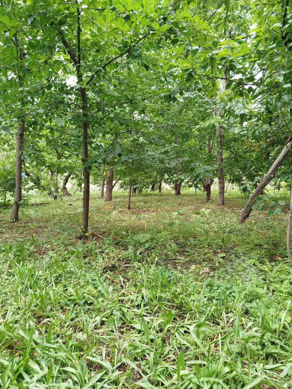 باغ ویلا روستای پایه