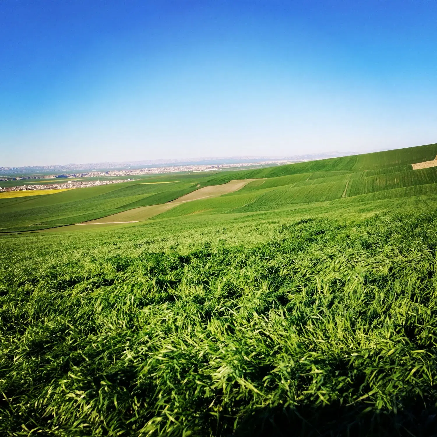 زمین کشاورزی