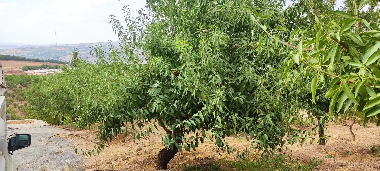 فروش زمین کشاورزی طرح عمان