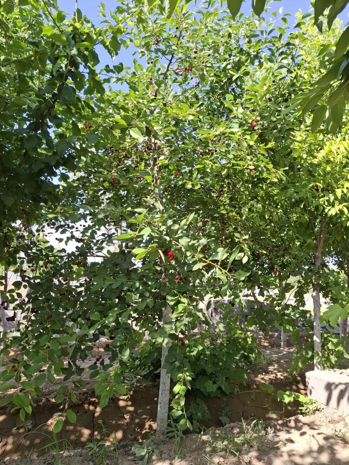 باغ ۵۰۰ متری پر از درخت میوه