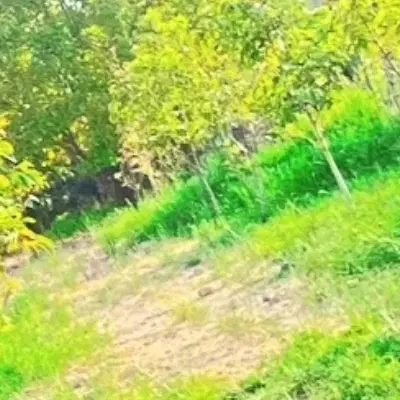 زمین کشاورزی عسگراباد