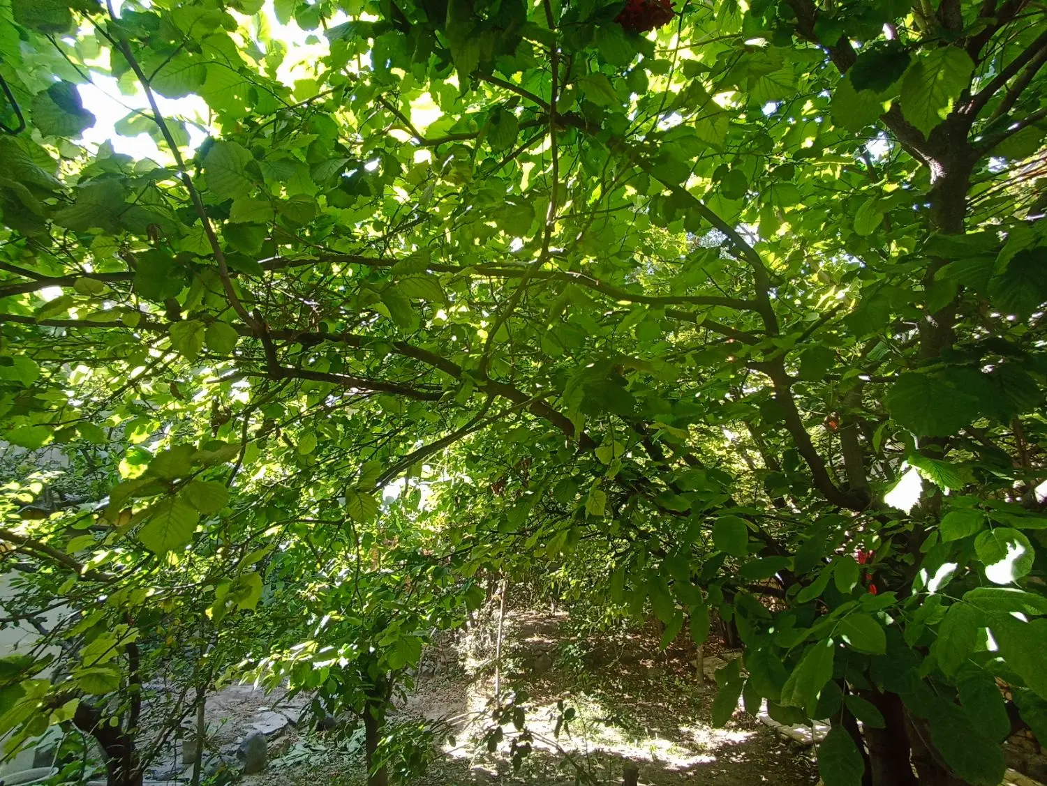 ۹۰ متر زمین مسکونی_منطقه لاریجان