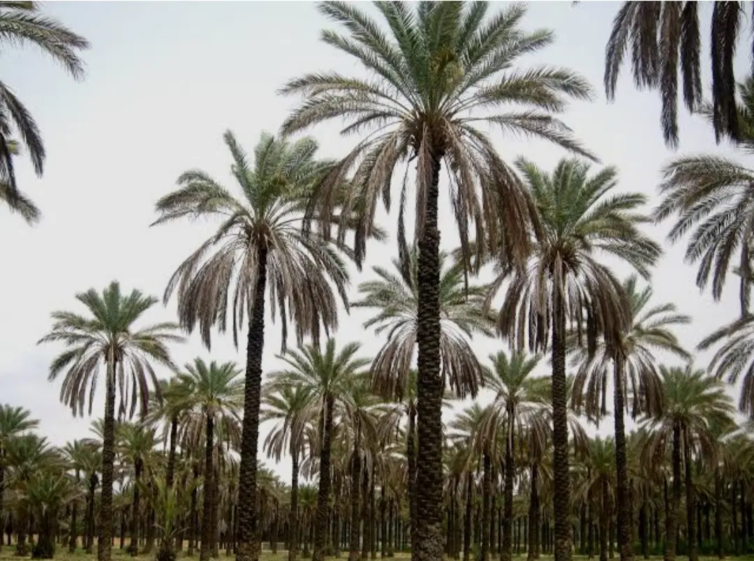 فروش باغ خرما