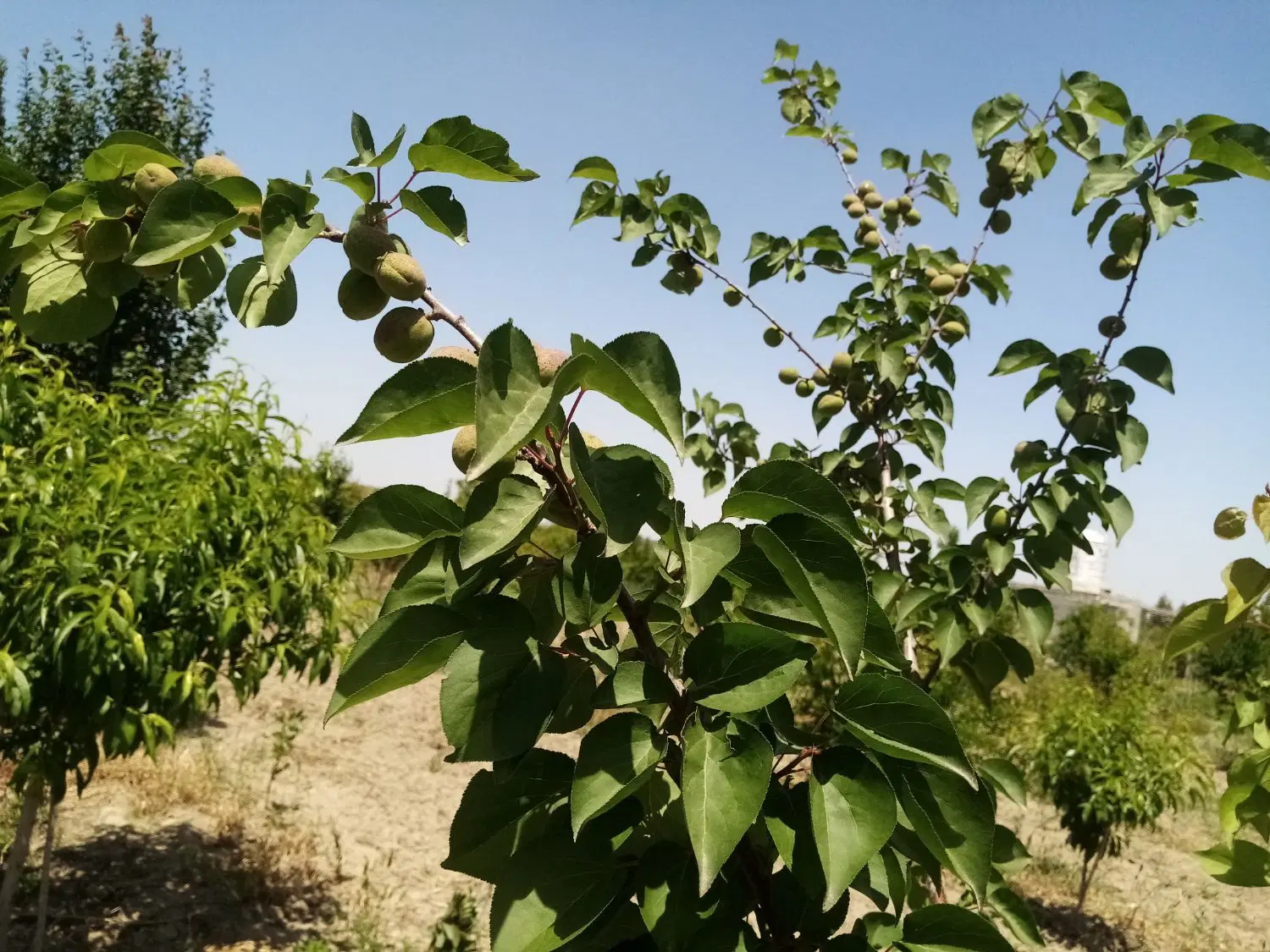 باغ نزدیک بافت _ دسترسی خوب
